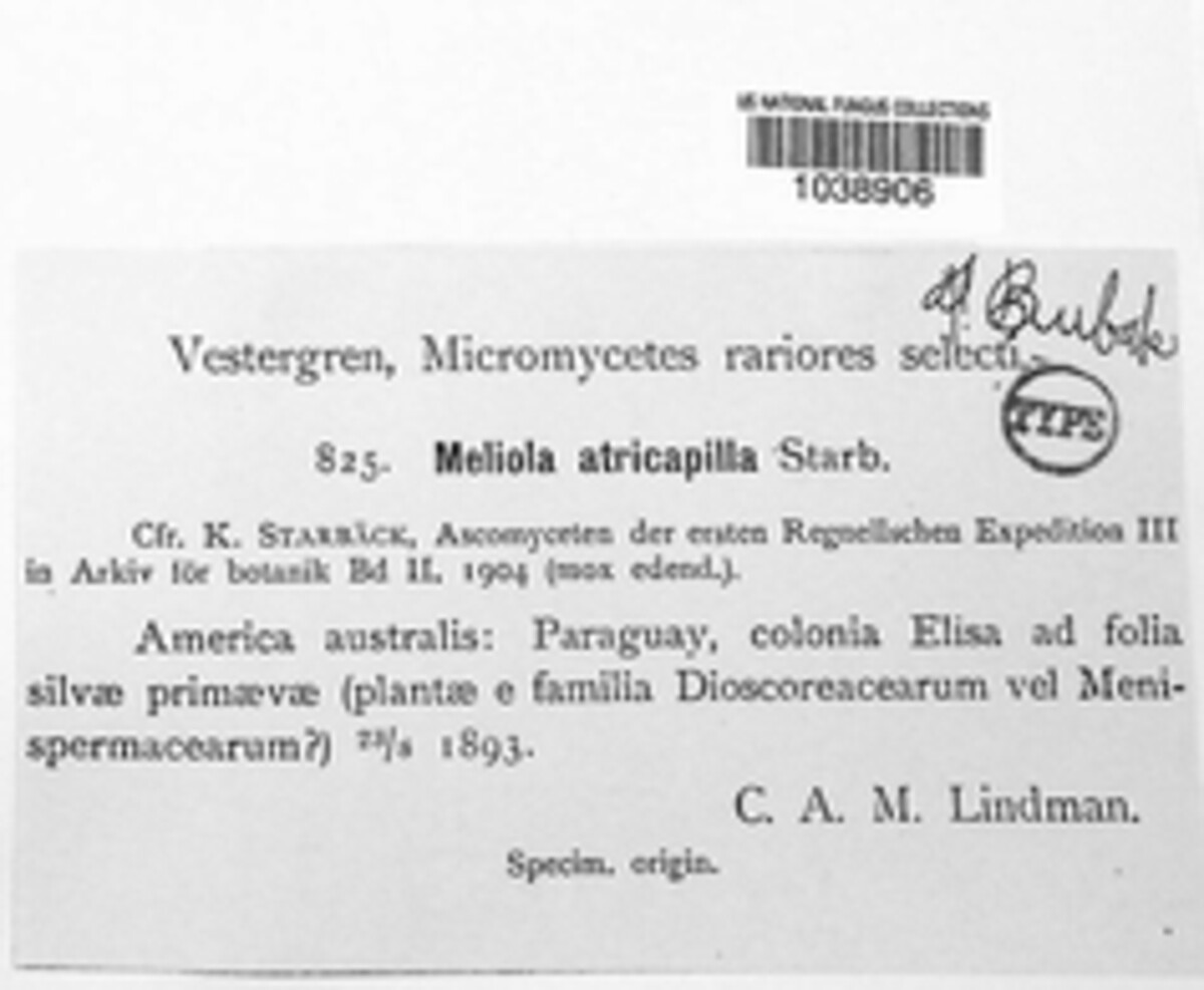 Meliola atricapilla image